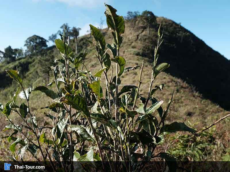 ต้นเมี่ยงกับ ภูเมี่ยง