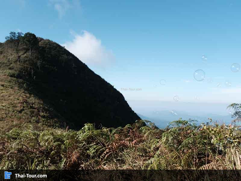 ยอดดอยเมี่ยง