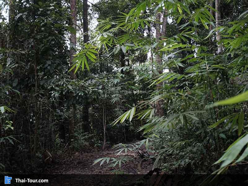เส้นทางเดินลงแบบสบายๆหน่อยเดินไม่ถึงครึ่งชั่วโมงชิวมาก