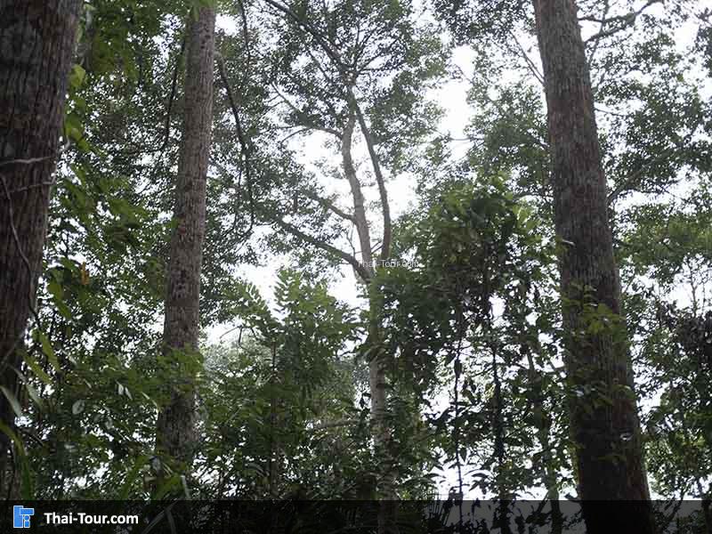 เป็นป่าที่มินิมอลมาก