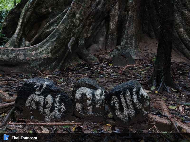 ถึงจุดต้นกะพง