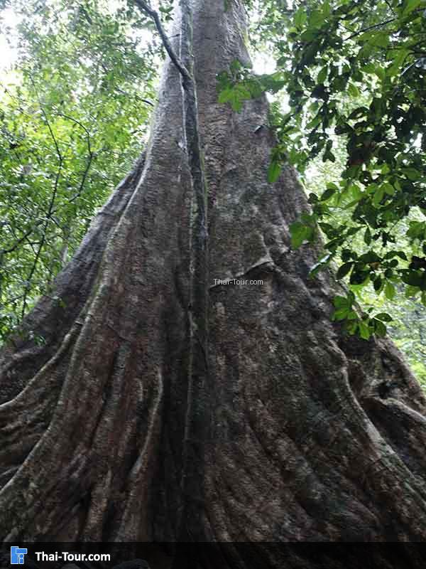 ถ่ายภาพสมพง