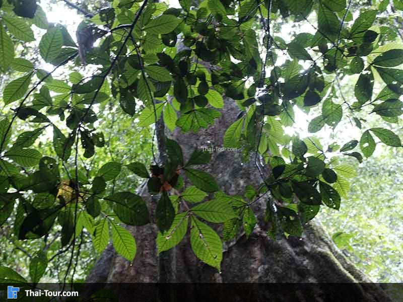 ใบไม้ที่บดบังสมพง