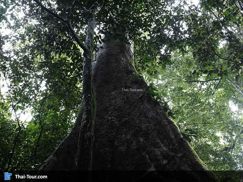 บรรยากาศร่มรื่น