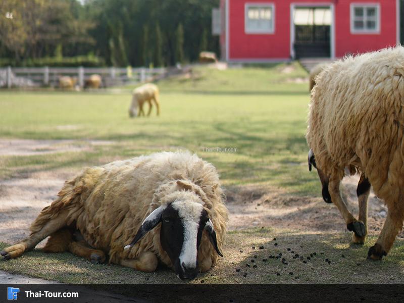 แกะที่เขาใหญ่ฟาร์มวิลเลจ