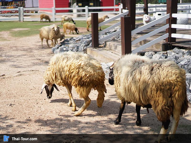 แกะที่เขาใหญ่ฟาร์มวิลเลจ