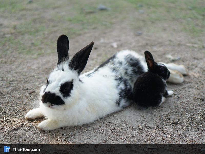 กระต่ายน่ารักๆ