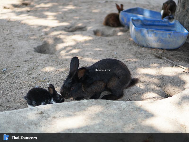 กระต่ายน่ารักๆ