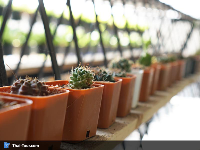 ต้นกระบองเพชรน่ารักๆ