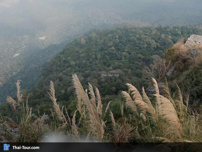 วิวหญ้า