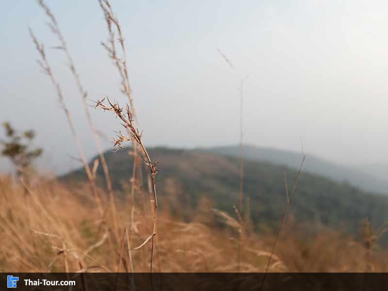 ยอดเขาพระแม่ย่า