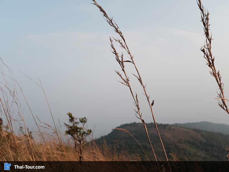 ยอดเขาพระแม่ย่า