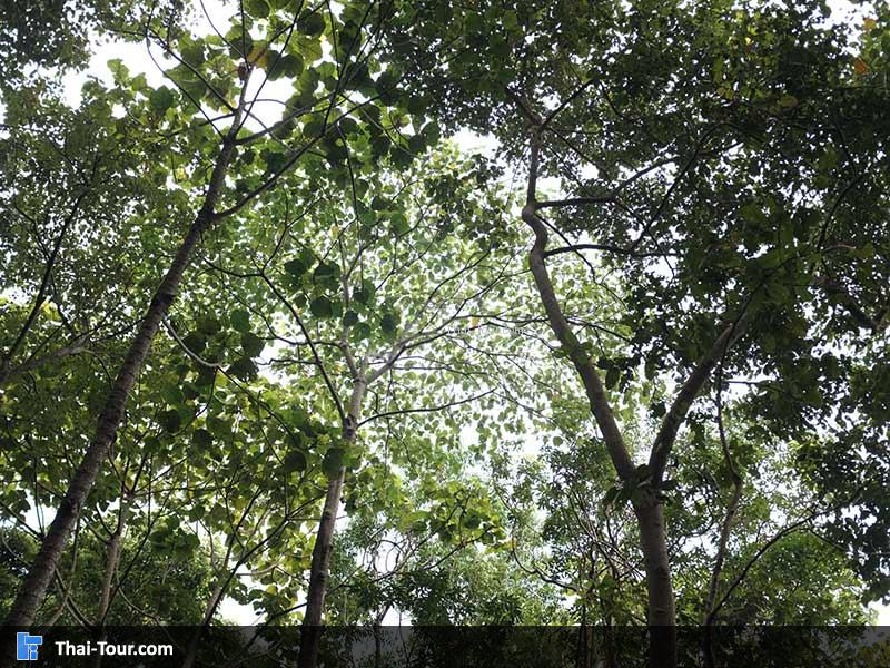 ธรรมชาติล้อมรอบ