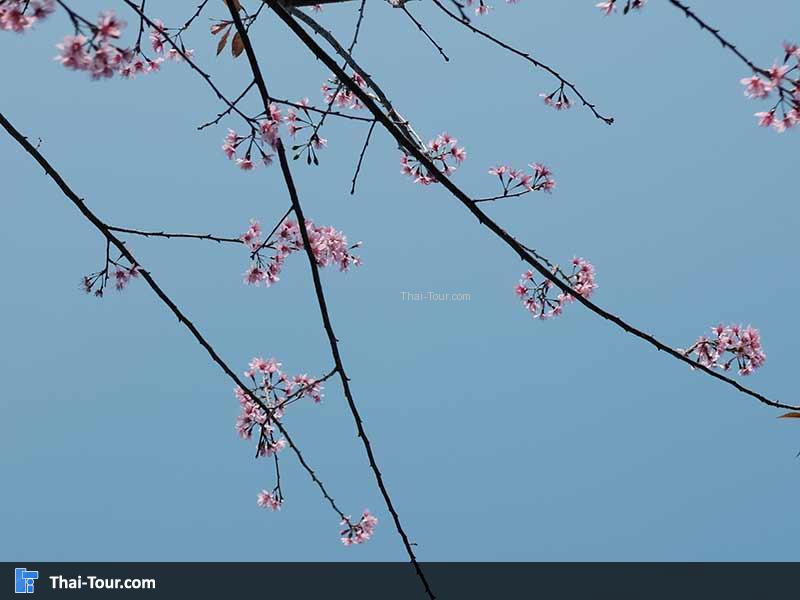 ดอกพญาเสือโคร่งบนจุดกางเต้นท์