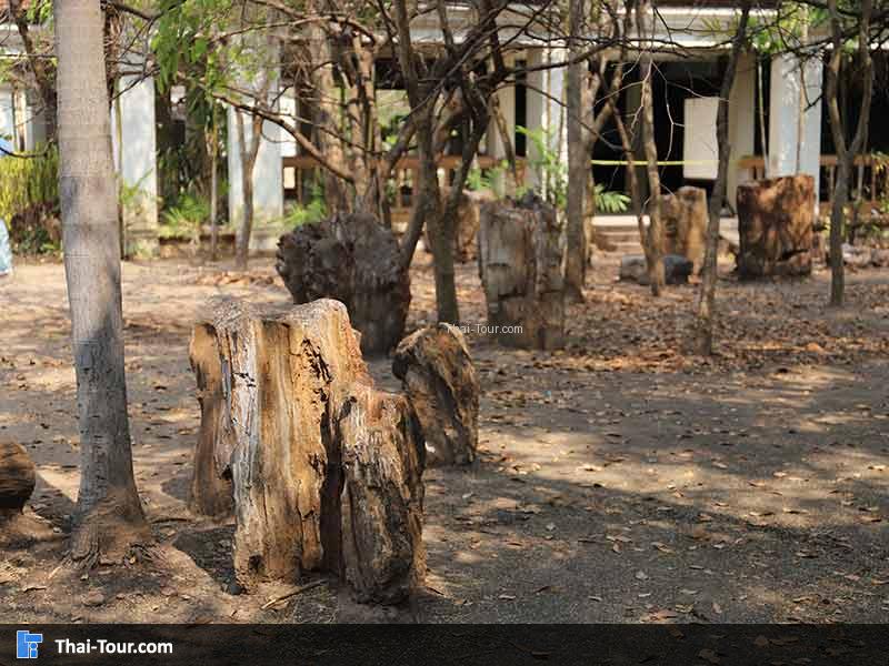 พิพิธภัณฑ์ไม้กลายเป็นหิน