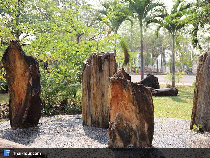 พิพิธภัณฑ์ไม้กลายเป็นหิน