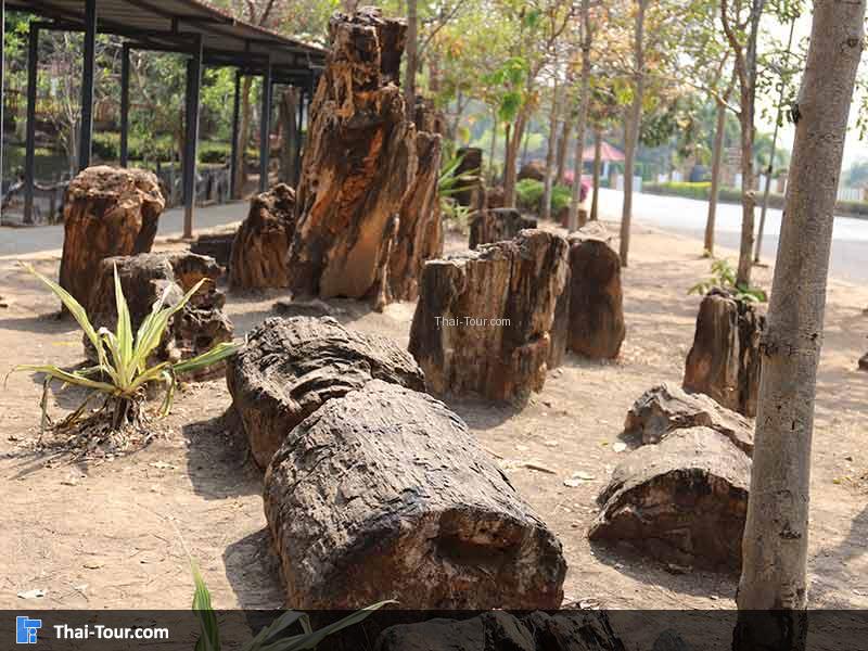 พิพิธภัณฑ์ไม้กลายเป็นหิน