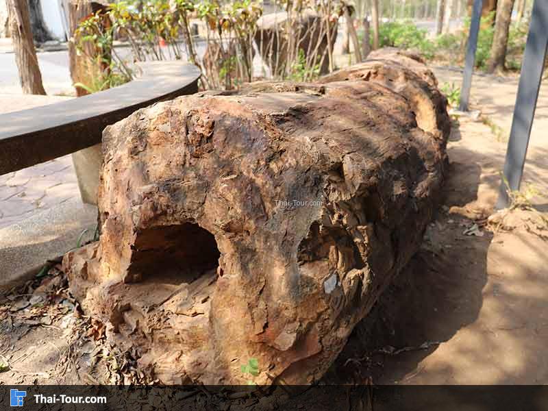 พิพิธภัณฑ์ไม้กลายเป็นหิน