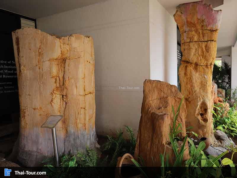 พิพิธภัณฑ์ไม้กลายเป็นหิน