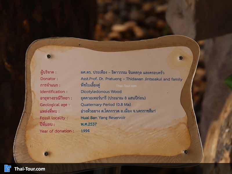 พิพิธภัณฑ์ไม้กลายเป็นหิน