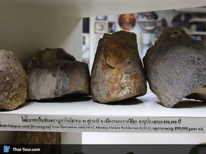 พิพิธภัณฑ์ไม้กลายเป็นหิน