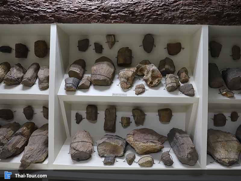 พิพิธภัณฑ์ไม้กลายเป็นหิน