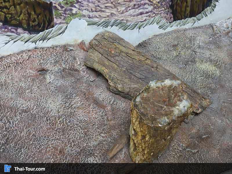พิพิธภัณฑ์ไม้กลายเป็นหิน
