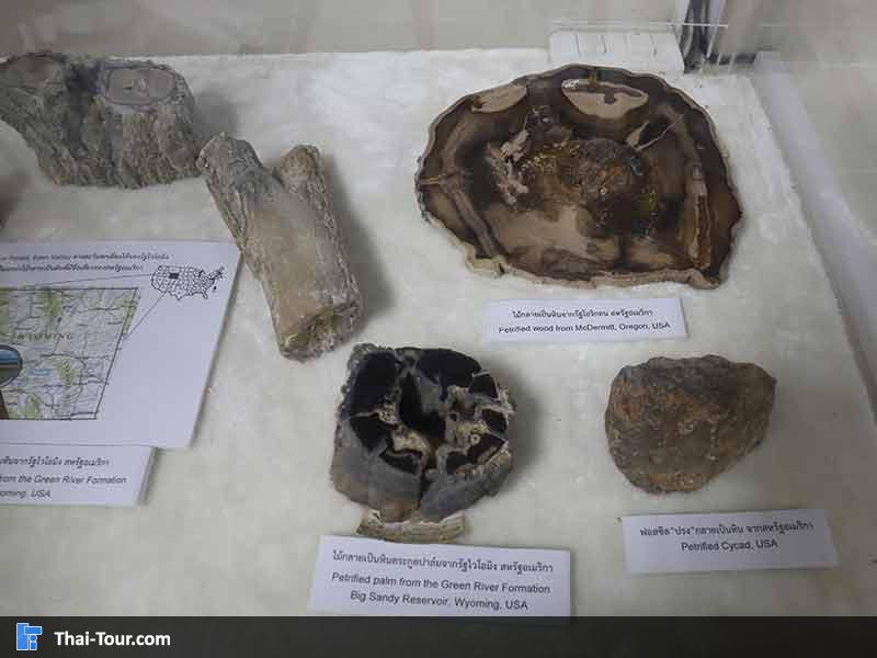 พิพิธภัณฑ์ไม้กลายเป็นหิน