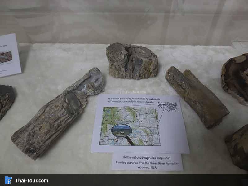 พิพิธภัณฑ์ไม้กลายเป็นหิน