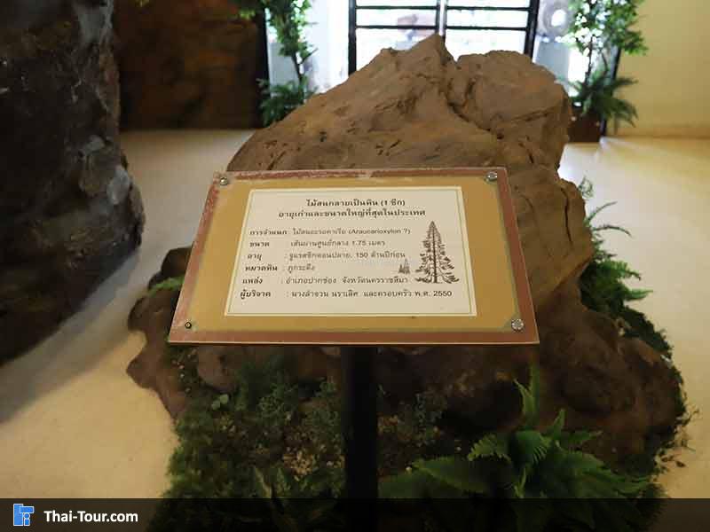 พิพิธภัณฑ์ไม้กลายเป็นหิน