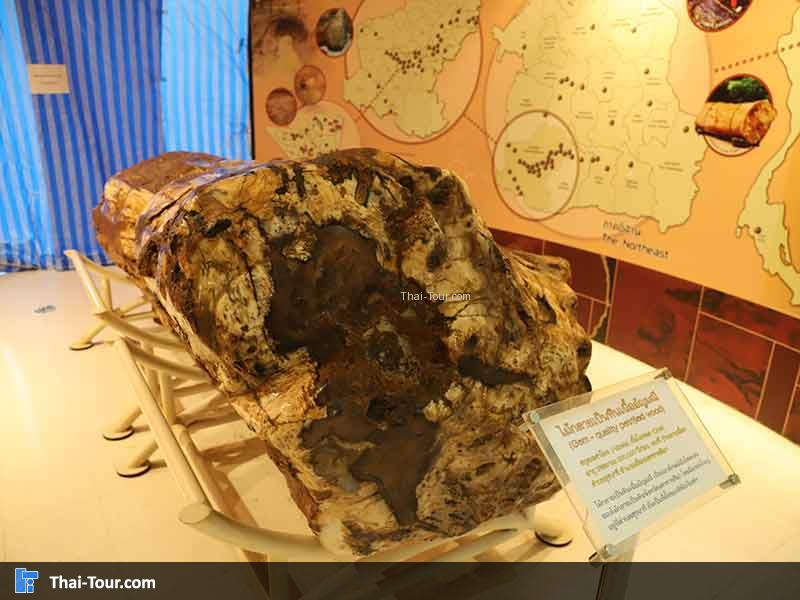 พิพิธภัณฑ์ไม้กลายเป็นหิน