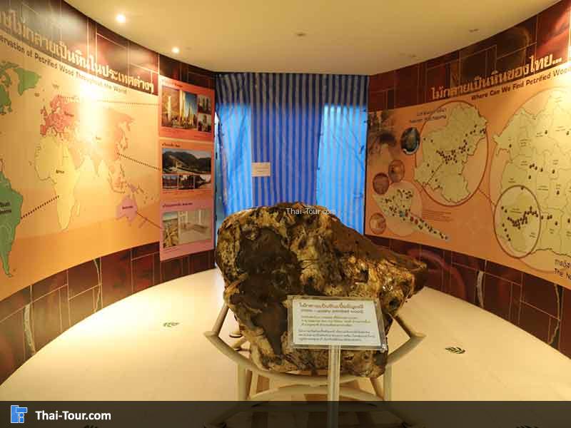 พิพิธภัณฑ์ไม้กลายเป็นหิน