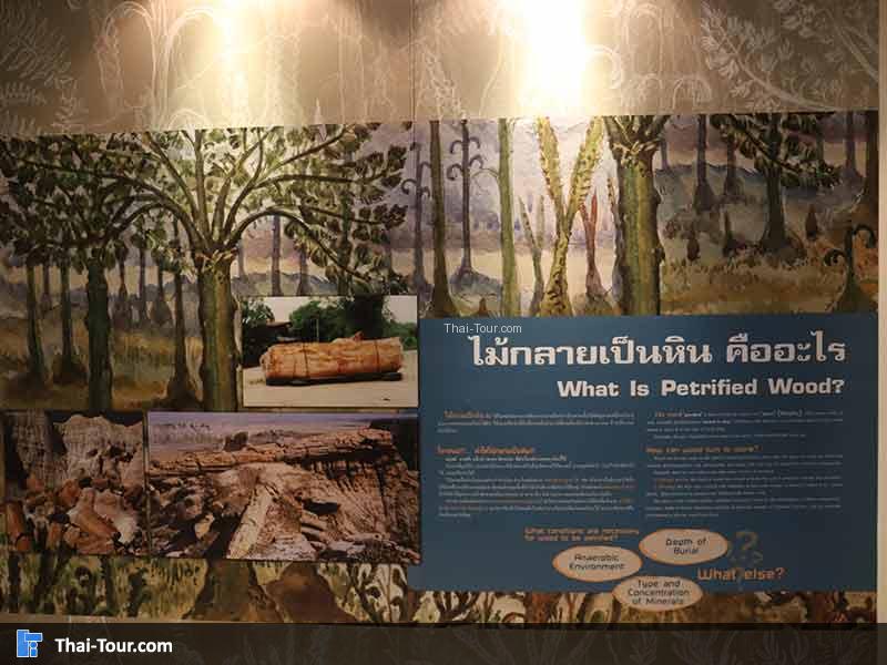 พิพิธภัณฑ์ไม้กลายเป็นหิน