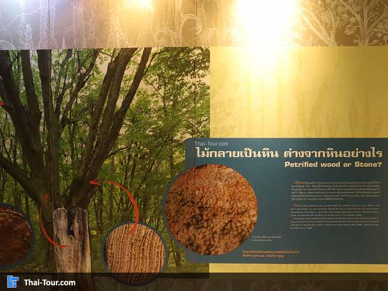 พิพิธภัณฑ์ไม้กลายเป็นหิน