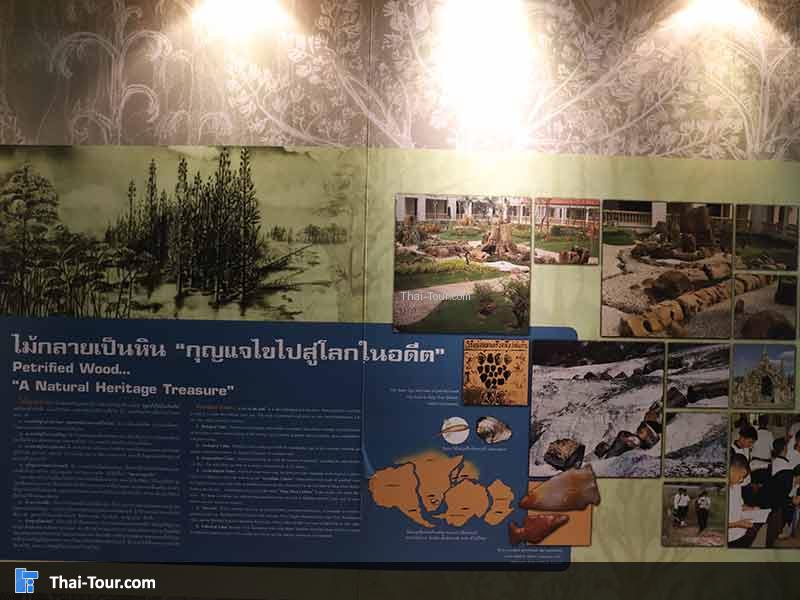 พิพิธภัณฑ์ไม้กลายเป็นหิน