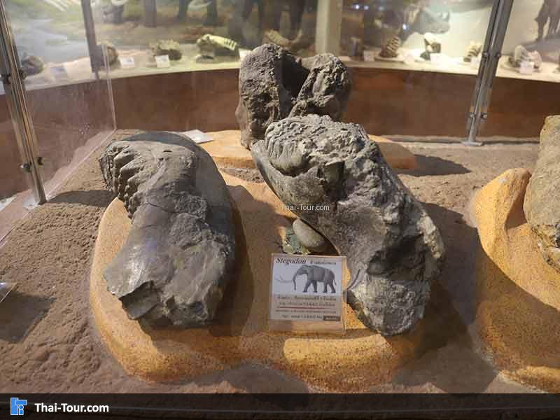 พิพิธภัณฑ์ไม้กลายเป็นหิน