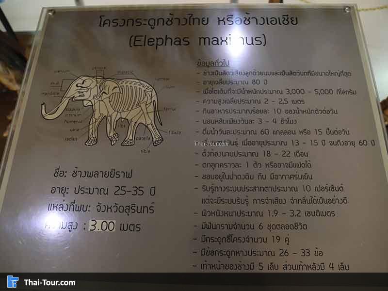 พิพิธภัณฑ์ไม้กลายเป็นหิน