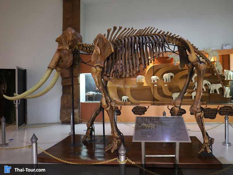 พิพิธภัณฑ์ไม้กลายเป็นหิน