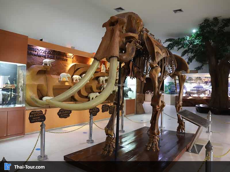 พิพิธภัณฑ์ไม้กลายเป็นหิน