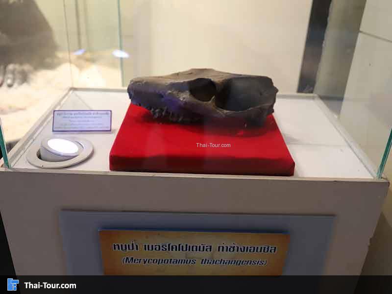 พิพิธภัณฑ์ไม้กลายเป็นหิน