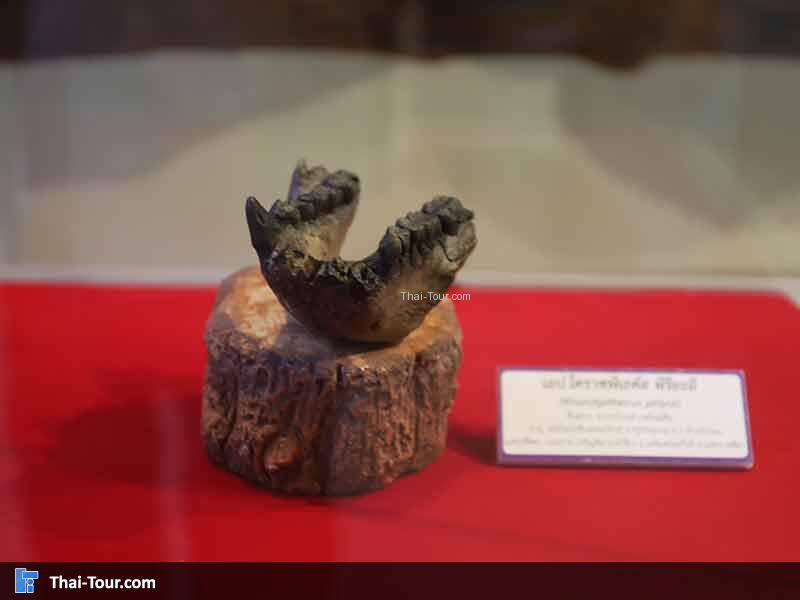 พิพิธภัณฑ์ไม้กลายเป็นหิน