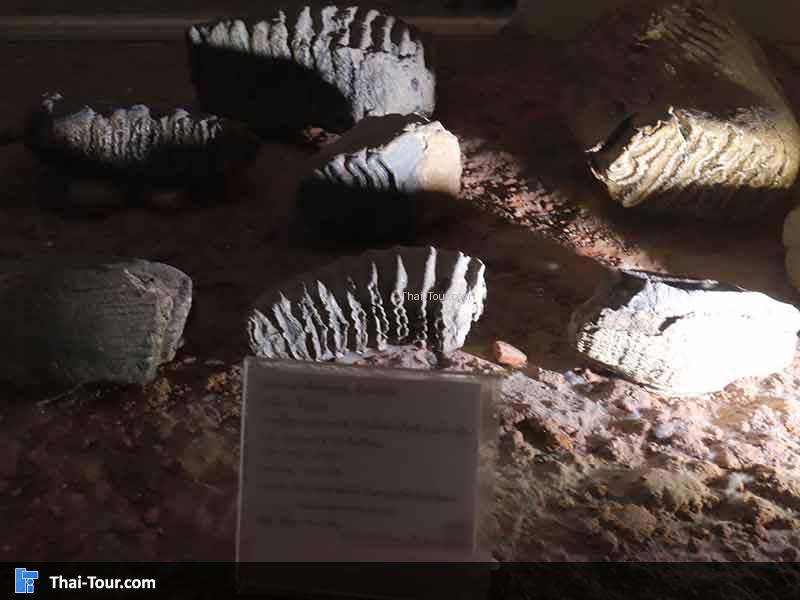 พิพิธภัณฑ์ไม้กลายเป็นหิน