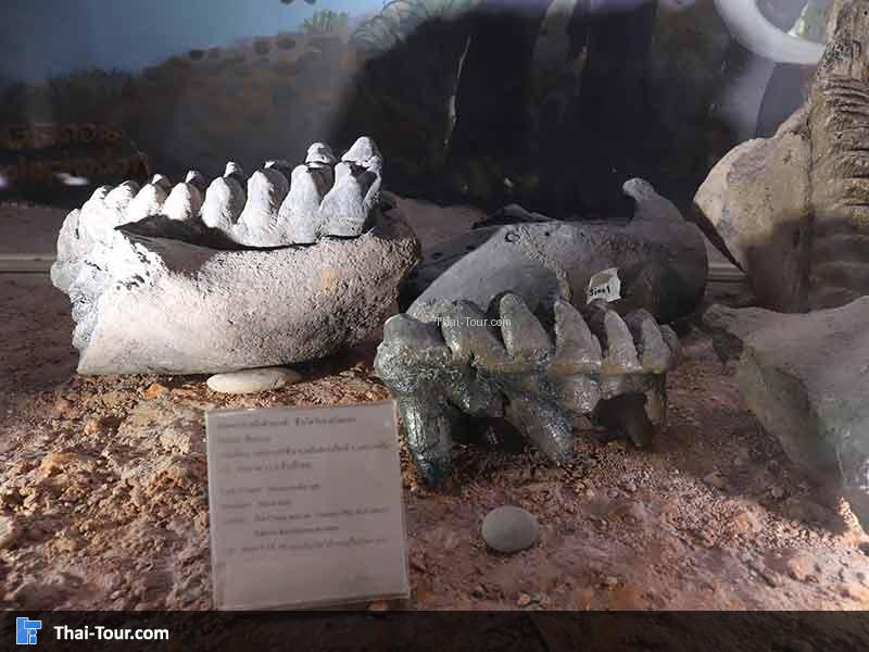 พิพิธภัณฑ์ไม้กลายเป็นหิน