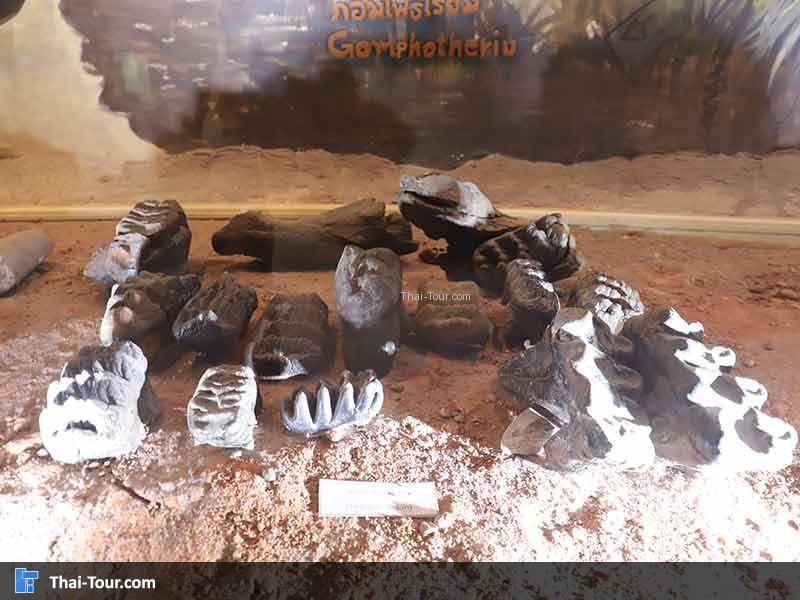 พิพิธภัณฑ์ไม้กลายเป็นหิน