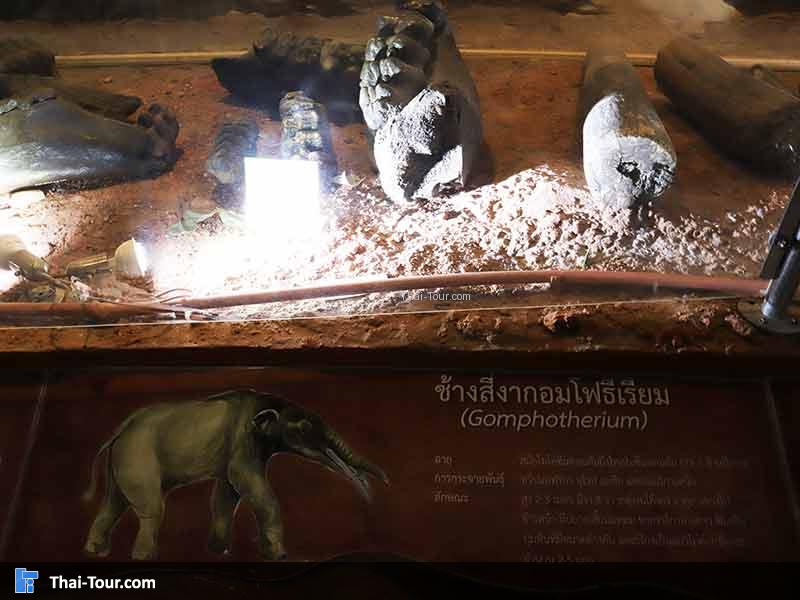 พิพิธภัณฑ์ไม้กลายเป็นหิน