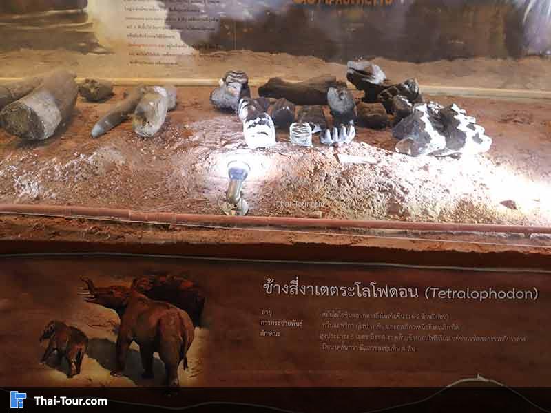 พิพิธภัณฑ์ไม้กลายเป็นหิน