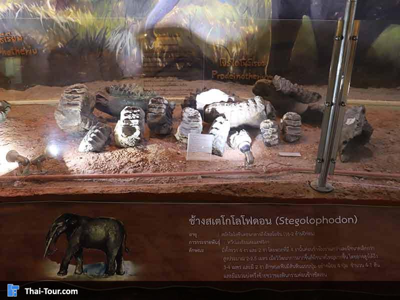 พิพิธภัณฑ์ไม้กลายเป็นหิน