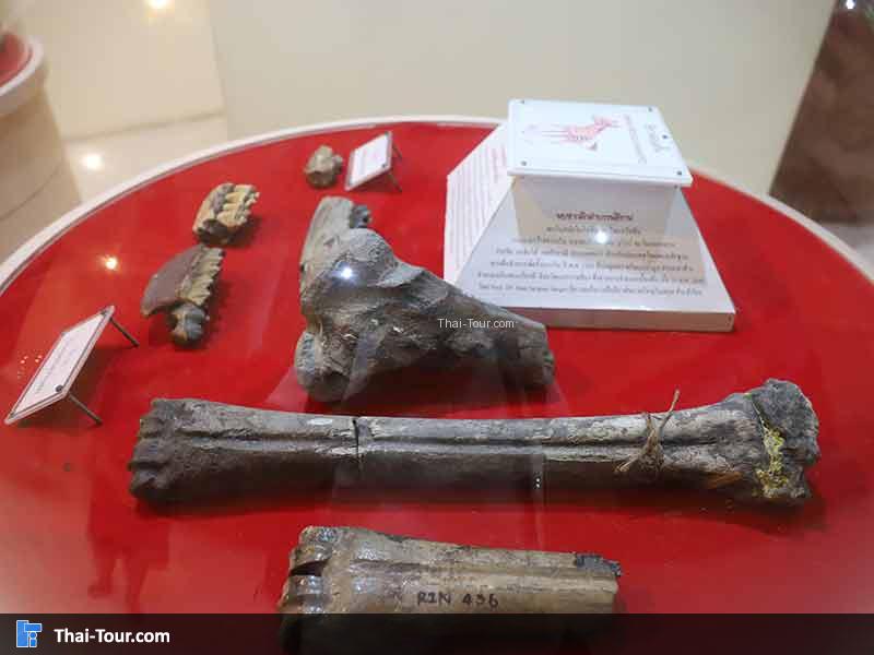 พิพิธภัณฑ์ไม้กลายเป็นหิน