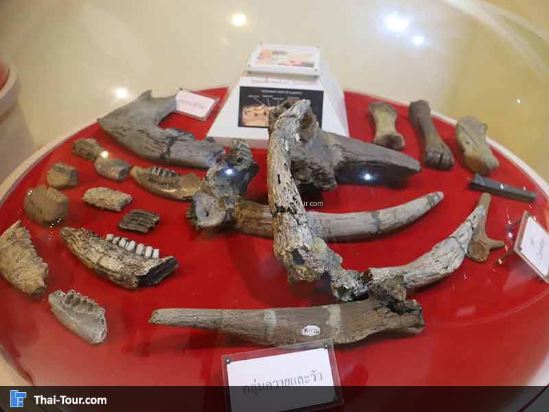 พิพิธภัณฑ์ไม้กลายเป็นหิน