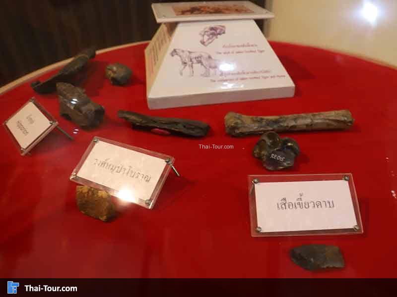 พิพิธภัณฑ์ไม้กลายเป็นหิน